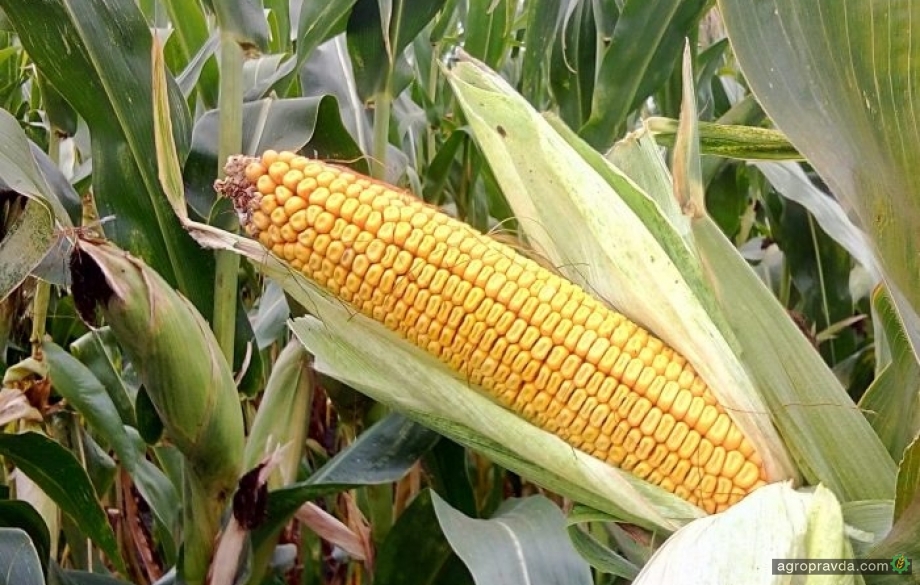 Corteva вдвое увеличила производство семян кукурузы в Украине 