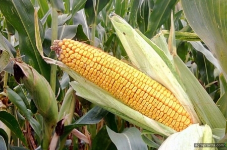 Какие гибриды кукурузы производят в Украине