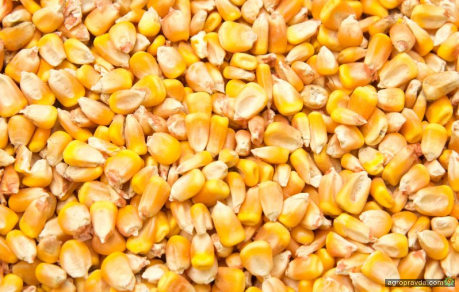 В Україні дешевшає фуражна кукурудза