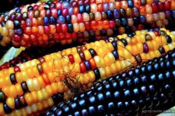 Фермер вывел «жемчужную кукурузу». Фото