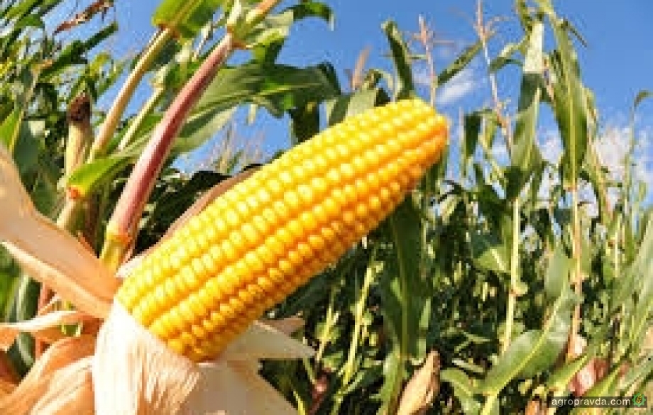 Новые гибриды кукурузы «Маис» на «Интер Агро»