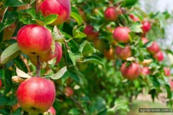 Аграрные расписки приобретают яблочный вкус