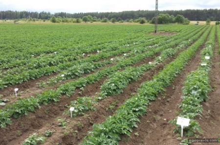 Как выращивать высокорентабельный картофель: опыт польского фермера