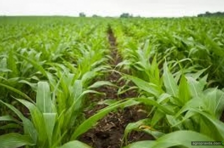 Обзор самых перспективных гербицидов для защиты посевов кукурузы. Часть 1