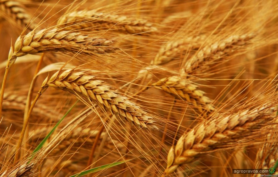 Экспорт зерновых достиг 27,5 млн. тонн