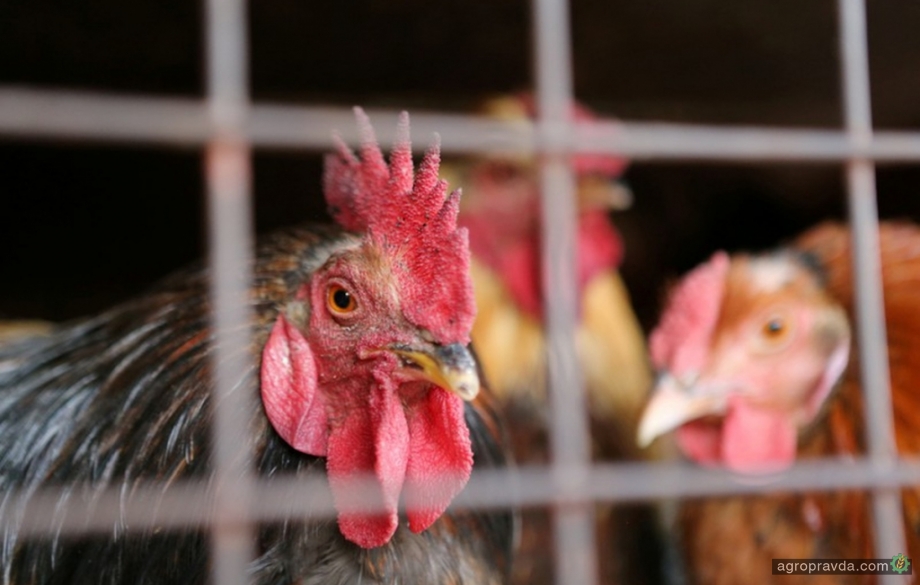 В Україні прогнозується зростання виробництва м’яса птиці