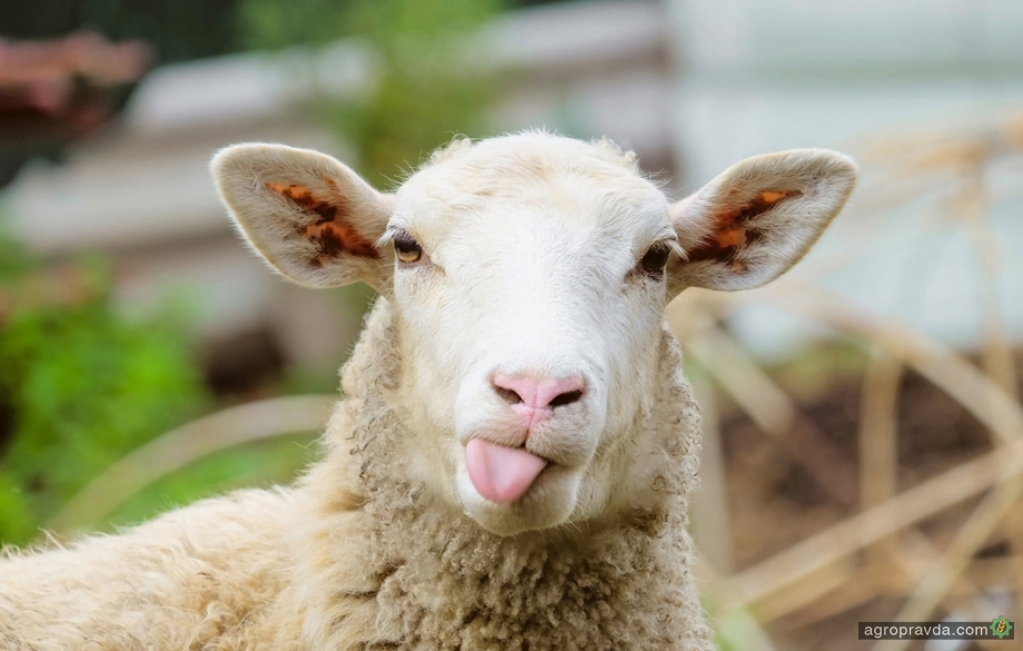 В Украине выдадут «документы» каждой овце