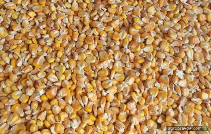 Рекордный урожай давит на цену украинской кукурузы