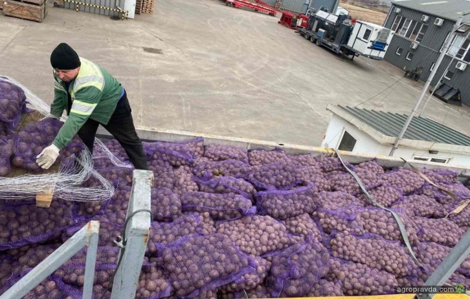 «Контінентал» відвантажує фури картоплі на Київ