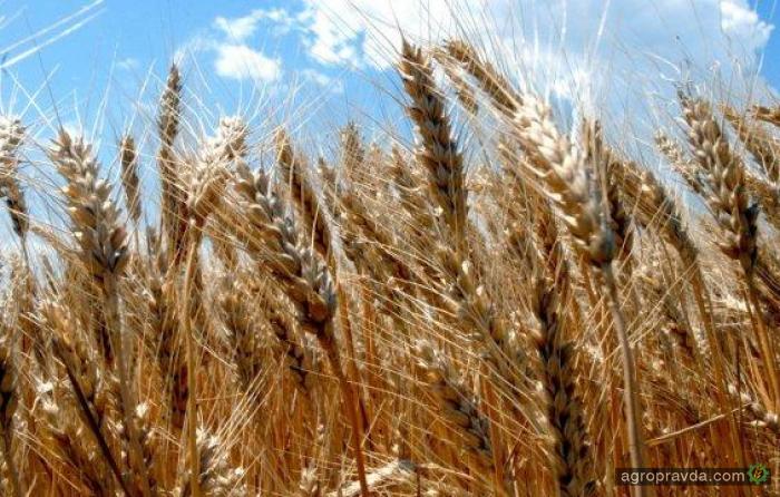 В Украине выведена пшеница рекордной урожайности