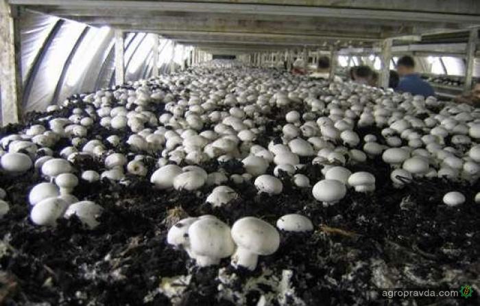 Под Тернополем запустят мощную грибную ферму
