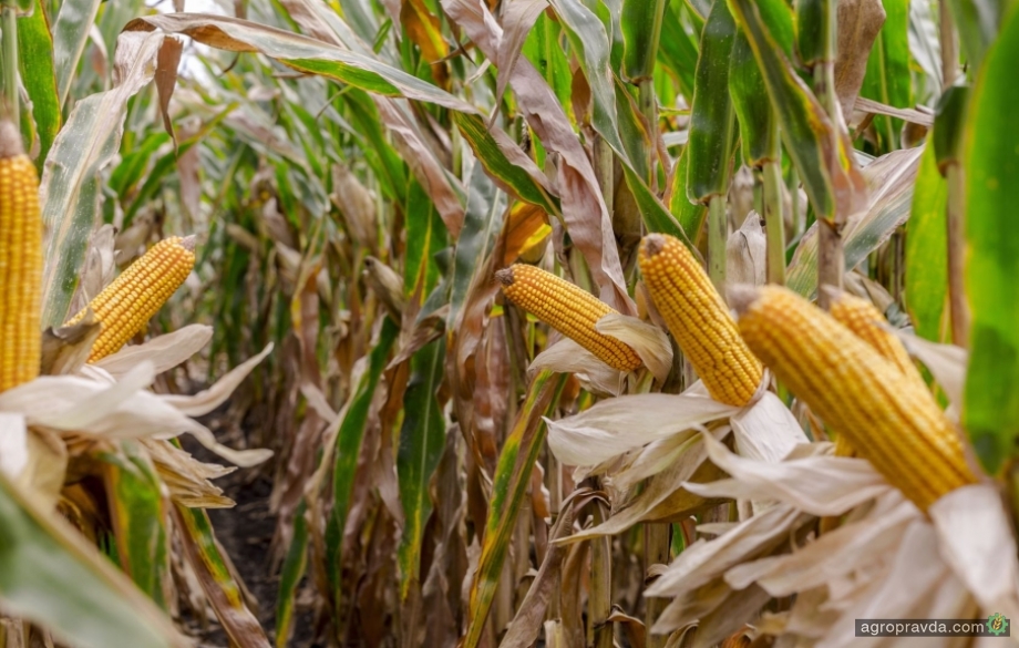 Как достичь стабильной урожайности кукурузы: опыт ТОВ «Имени Шевченко»