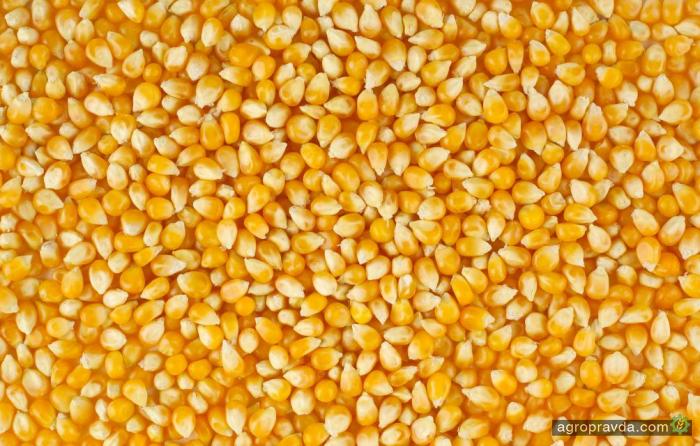 Украина экспортировала 12 миллионов тонн кукурузы