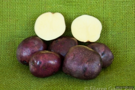 В США вывели сорт картофеля для диабетиков