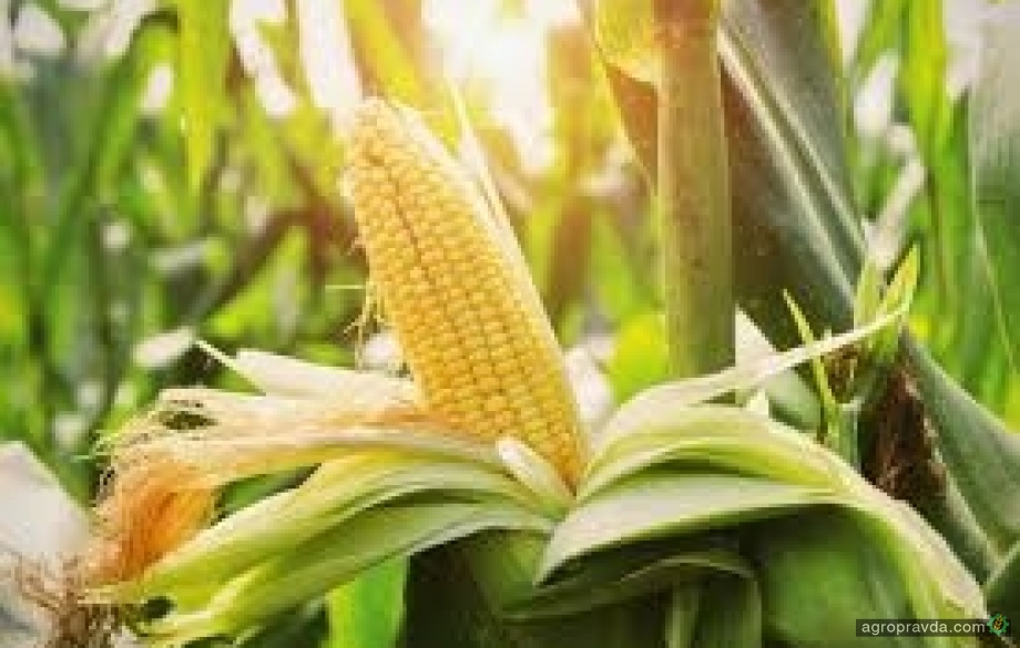 Обзор самых перспективных гербицидов для защиты посевов кукурузы. Часть 1