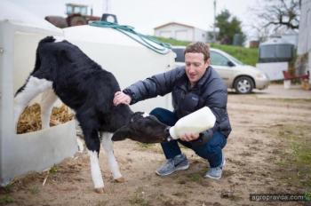Основатель Фейсбука заинтересовался сельским хозяйством. Фото