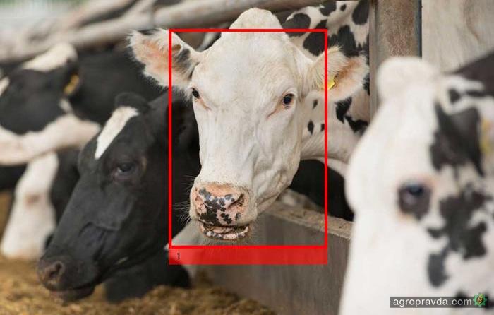 Cargill применит к коровам технологию распознавания лиц 