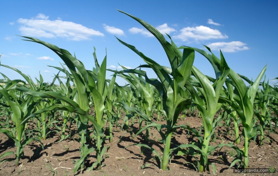BASF запускает новый гербицид для кукурузы