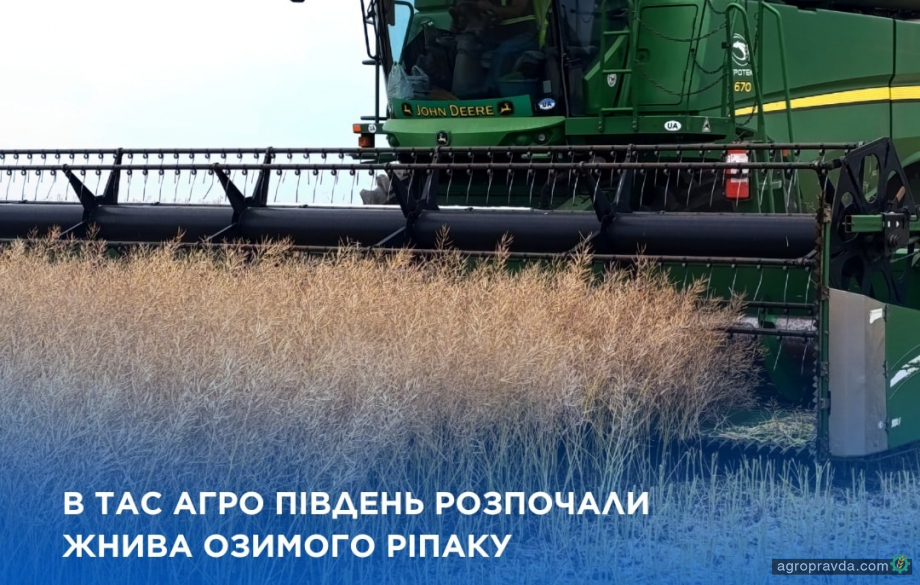 Жнива 2025: В ТАС-Агро збирають озимий ріпак Жнива 2025: В ТАС-Агро збирають озимий ріпак