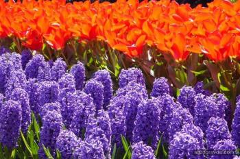 Главный цветочный праздник Европы скоро пройдет в Голландии
