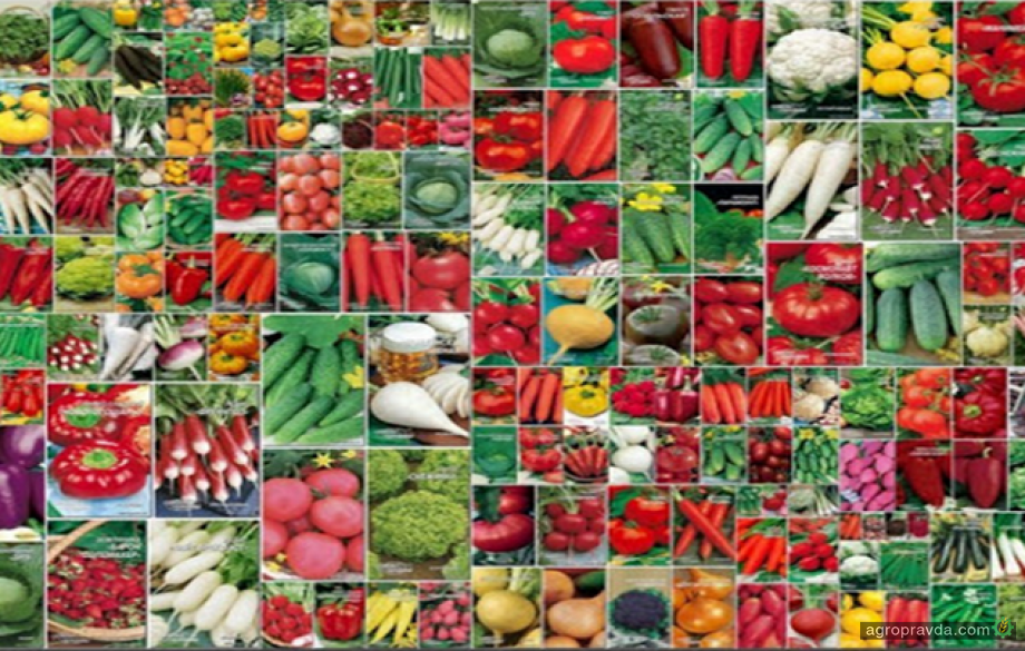 Понад 40 тис. домогосподарств отримають насіння овочів через USAID