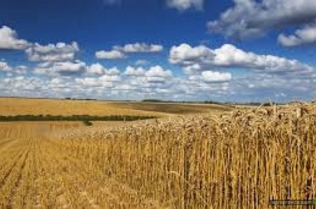 Украина среди худших операторов экспортно-импортных операций с семенами