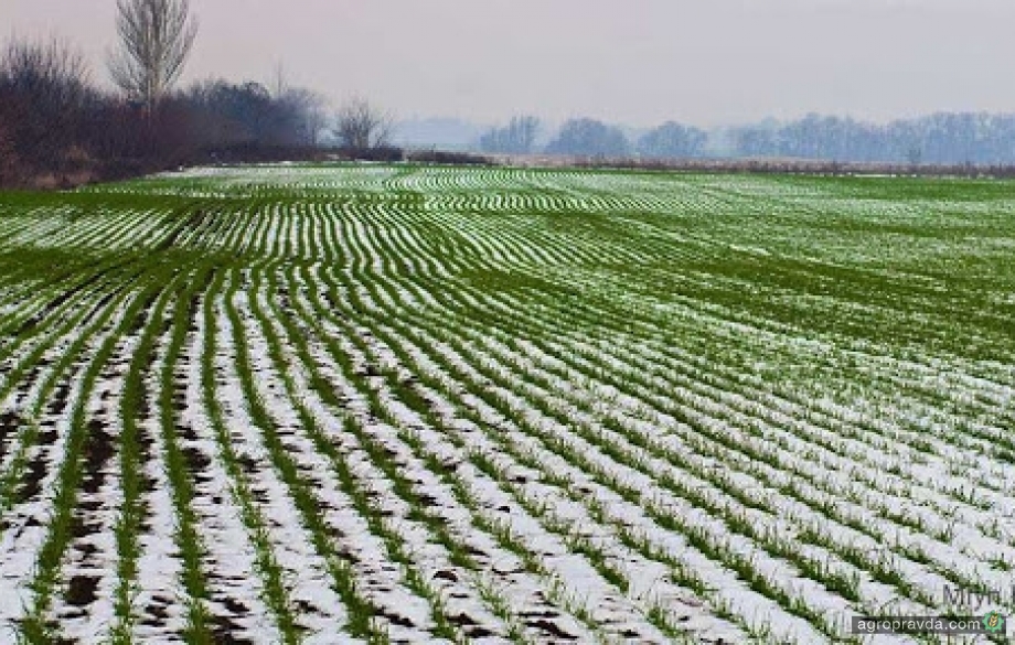 Как сильные морозы отразятся на посевах озимых в Украине