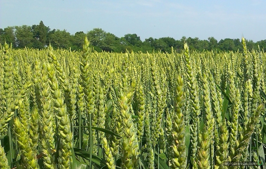 Какие раннеспелые сорта озимой пшеницы предлагает «Заатен Юнион»