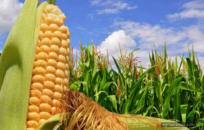 Исчерпаны годовые квоты на беспошлинные поставки в ЕС сахара, кукурузы и соков