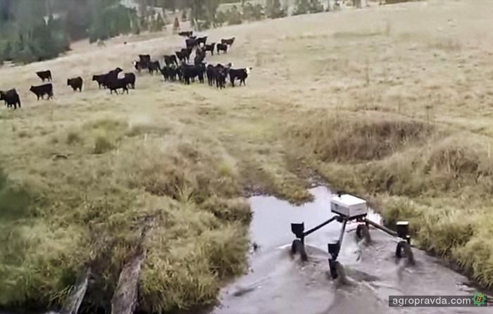 Создан первый в мире робот-пастух. Видео