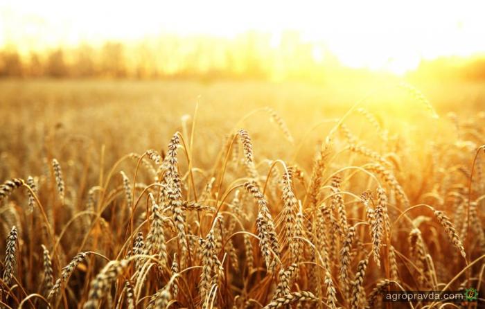 В Украине улучшен прогноз урожая пшеницы
