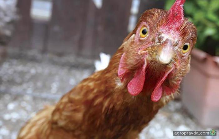 Саудовская Аравия открыла свой рынок для украинской курятины