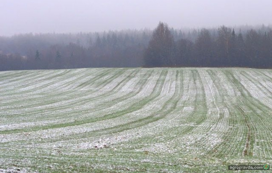 Погодные условия замедлили развитие посевов в Украине