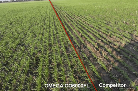 Переваги сівалки OMEGA OO6000FL: досвід аграрія