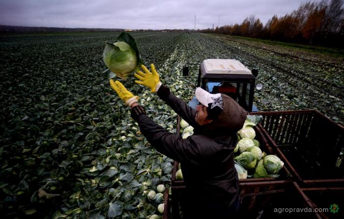 Аграрии РФ разочаровываются в сельском хозяйстве