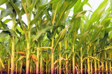 В чем преимущества дифференцированного посева кукурузы