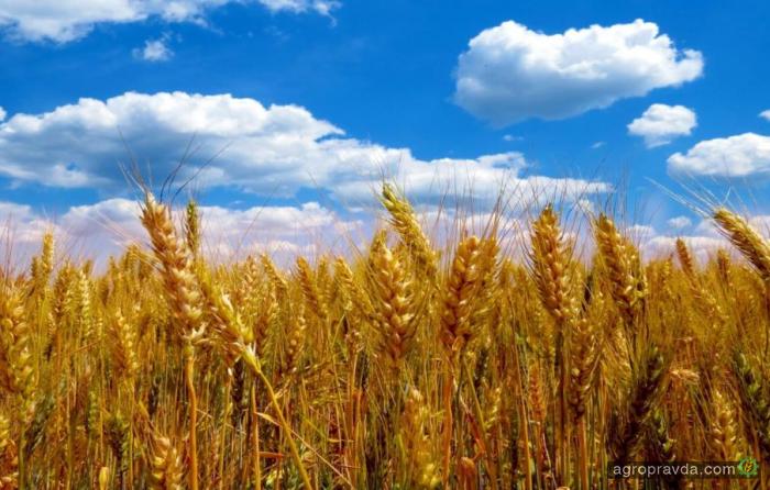 После спекулятивного роста на пшеничных биржах идет корректировка цены