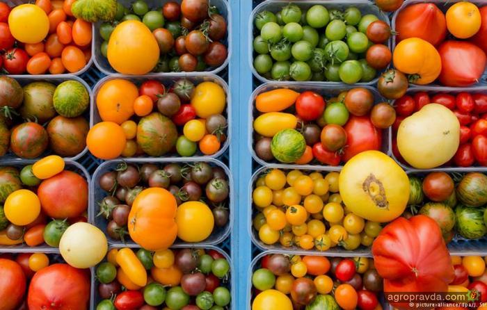 Фермер вырастил 300 сортов томатов за сезон