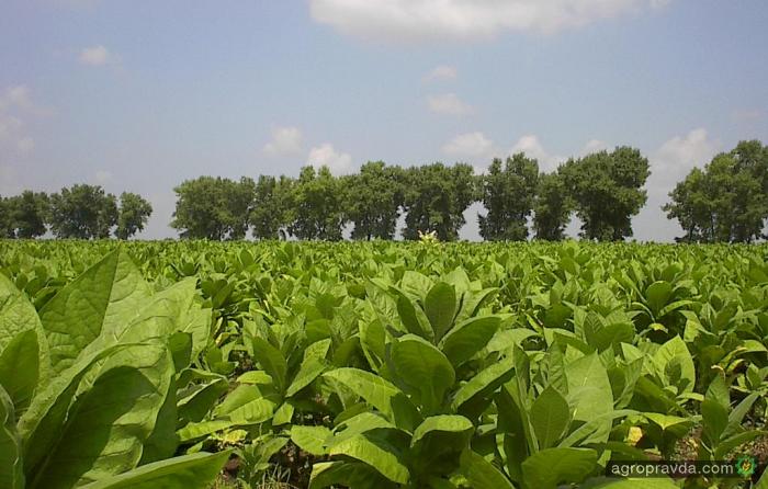 Китай намерен выращивать табак в Крыму