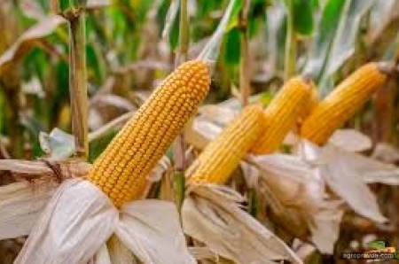 Как достичь стабильной урожайности кукурузы: опыт ТОВ «Имени Шевченко»