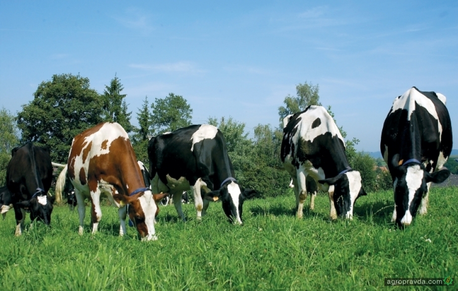 Какие витамины нужны дойным коровам в первую очередь