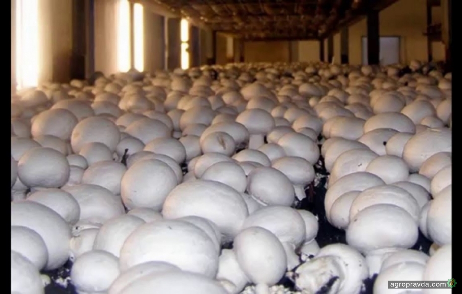 В Умани появилось крупное производство грибного субстрата фазы 3