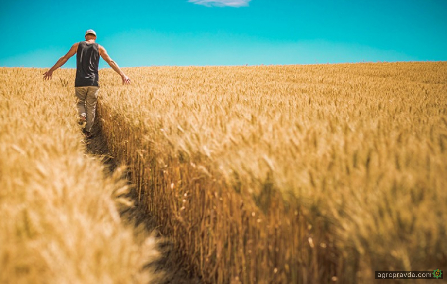 Скорочення площ під озимою пшеницею сягає до 45%