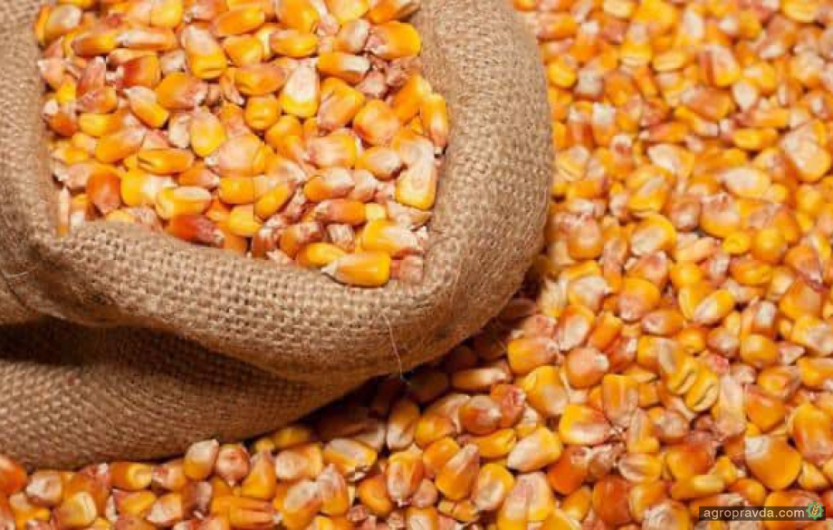 Прийом заявок на насіння кукурудзи від USAID достроково завершений