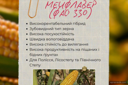 Який гібрид кукурудзи обрати для найкращого результату