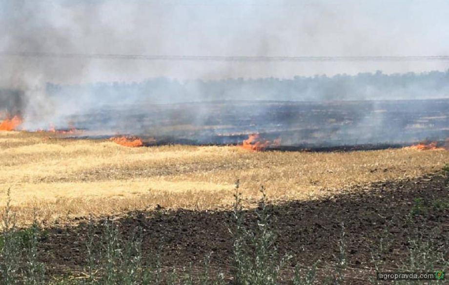Фермери підпалюють поля на окупованих територіях, аби не віддавати врожай окупантам
