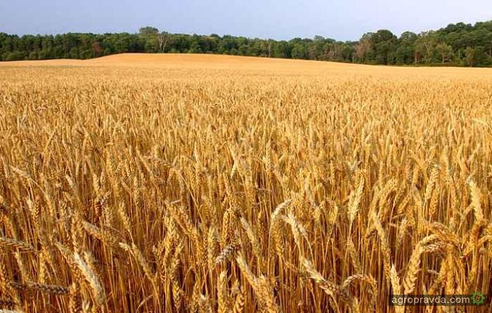 Низкий спрос на пшеницу давит на биржевые цены