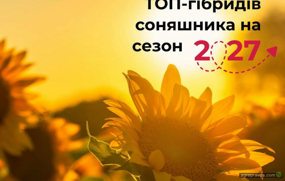 Урожайність соняшнику починається з правильного вибору гібриду