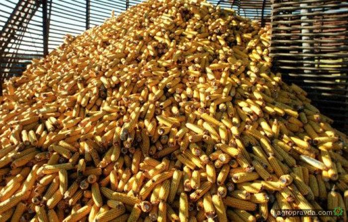 Ожидается снижение цен на кукурузу
