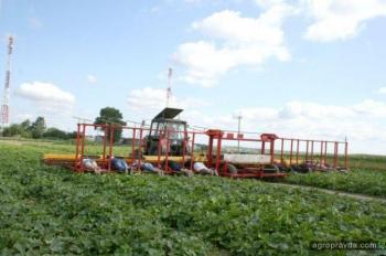 Сбор урожая огурцов по-белорусски